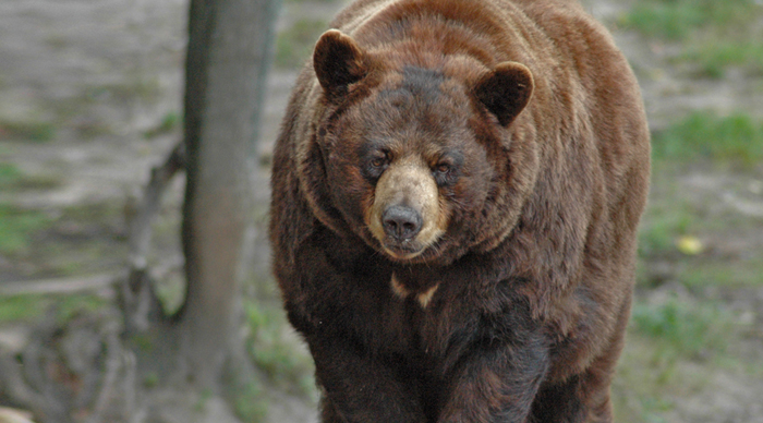 Oswald's Bear Ranch