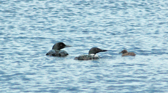 Seney Wildlife Refuge